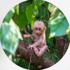 baby.monkey.rescu8