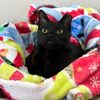 dutch.vandercat