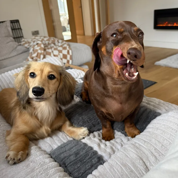 @sausagedogsisters