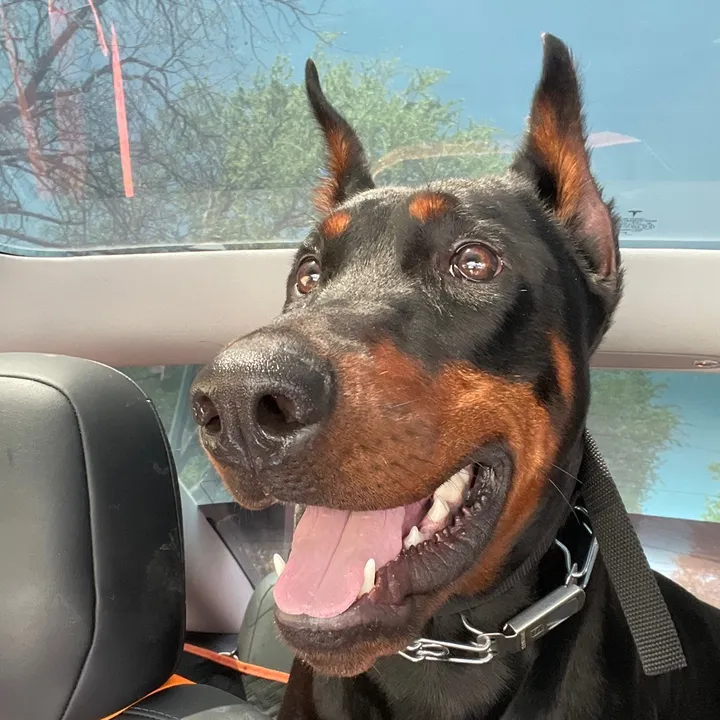 @dracothedoberman24