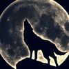 wolfs_journey82