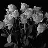 x.elioelioelioelio.x