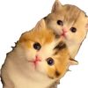 petsmania07