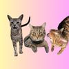 threenawtycats
