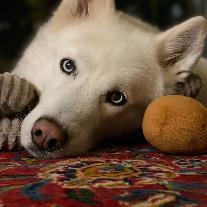 tundrathesiberianhusky