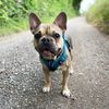 barrythefrenchie2