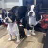 bostonterrierpupies