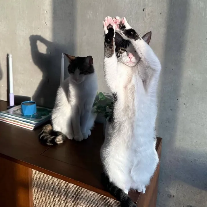 crampcats