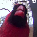 @thebirdcafe