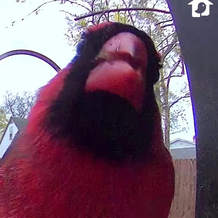 thebirdcafe