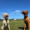thor_and._odin