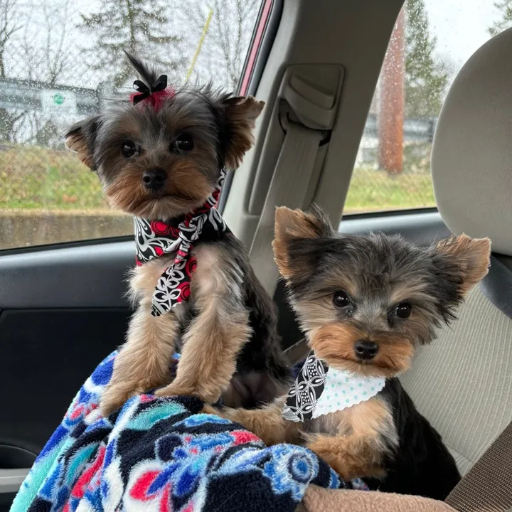 spikeymichaeltheyorkie