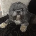 @mimi.the.shihtzu8