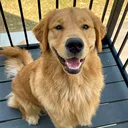 @teddy.thegoldenboyy