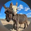 doubledonkeyranch_
