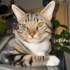 takamarleythecat