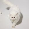 cleothecitykitty