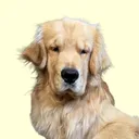 @reefthegolden_