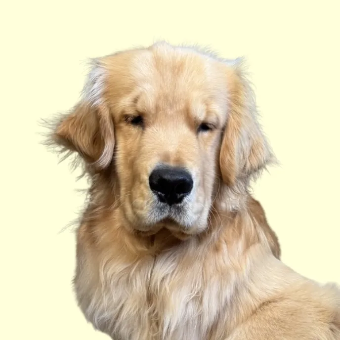 @reefthegolden_