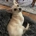 @2legdogs