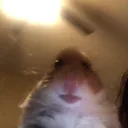 @ilovehamsters45