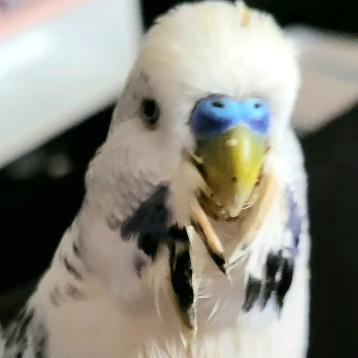 taha.the.budgie