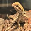 godzillathedragon