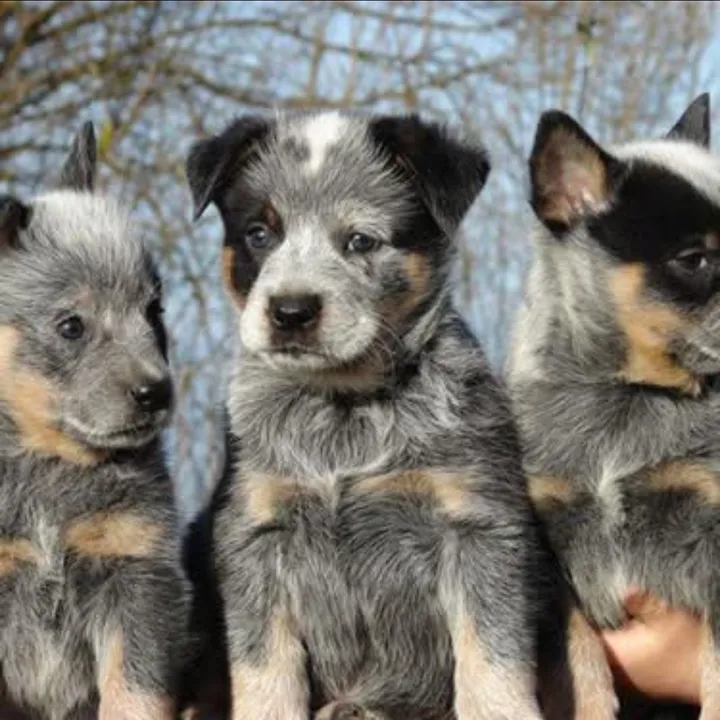 @jonahsarkanimalrescue