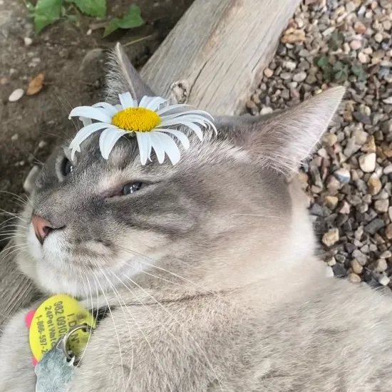lemonyloulou