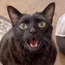 @mannyhalloweencat