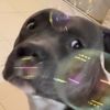 luci.bully