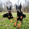 dobergoats
