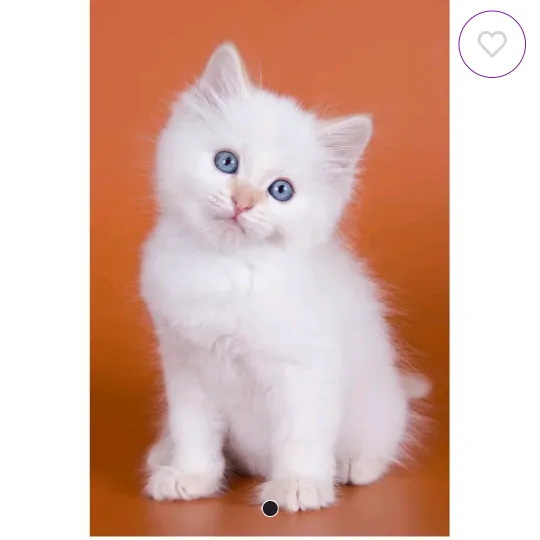 catsoutthebags