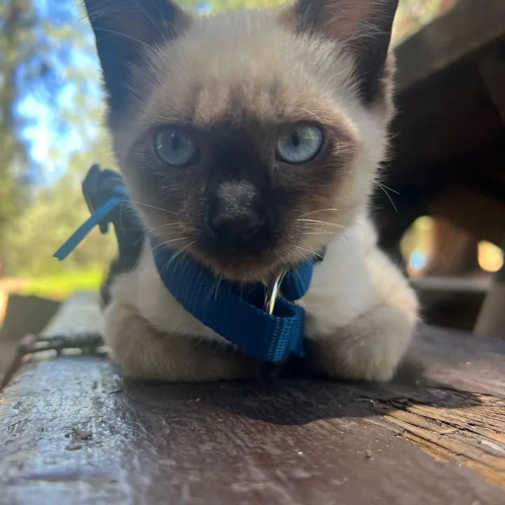 misocatadventures