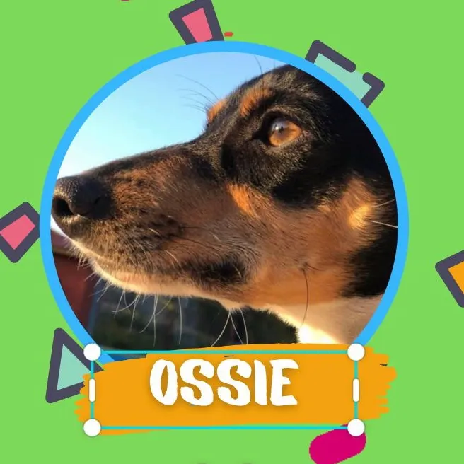 ossie2020