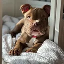 @sammy_the_bulldog