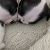 bostonterrierkai