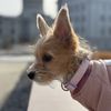 puppy_mynnie