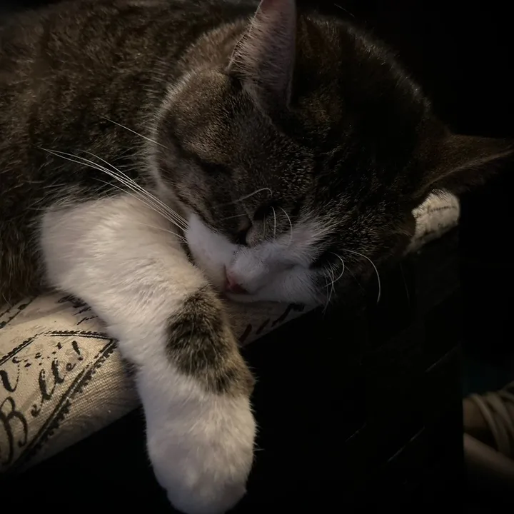 @catlover313official