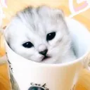 @mihamii35