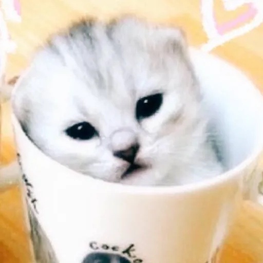 @mihamii35