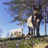 evaldthedonkey