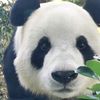 phivan.panda