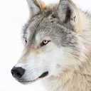 @dogeboidef