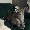 my2blindcats