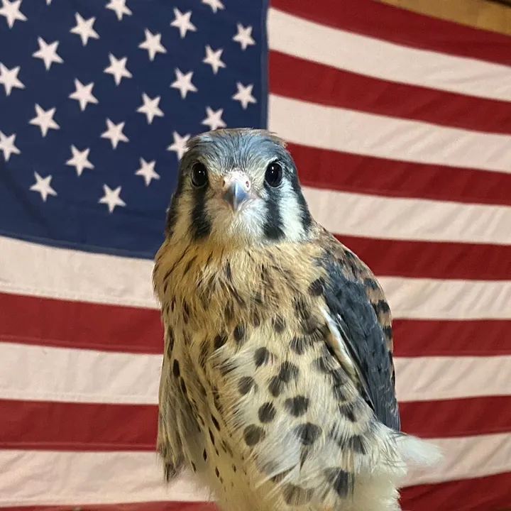 jonesfalconry