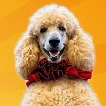 pappythepoodle