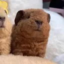 @snowcutey