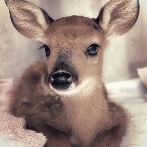 @fluffymittensi