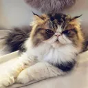 @vertrauflausch